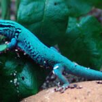 Geckos de cola azul: todo sobre su reproducción y cuidados