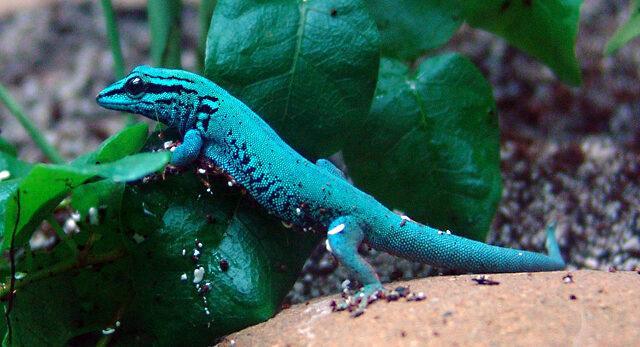 Geckos de cola azul: todo sobre su reproducción y cuidados
