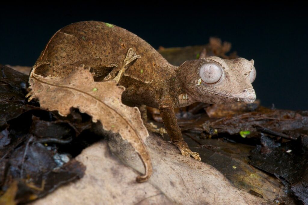 Geckos de cola de hoja: características fascinantes y únicas