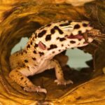 Geckos: Descubre alternativas de alimento vivo para tu mascota