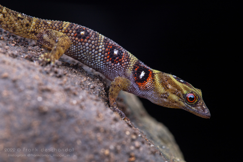 Geckos en peligro: Amenazas que amenazan su supervivencia