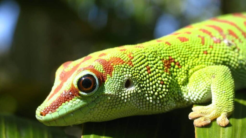 Guía completa: Colores y patrones del gecko de día de Madagascar