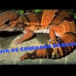 Guía completa: Cuidados del gecko de cola gorda como mascota