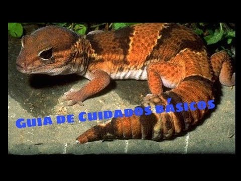 Guía completa: Cuidados del gecko de cola gorda como mascota