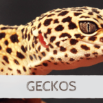 Guía completa de geckos de terreno: las especies comunes como mascotas
