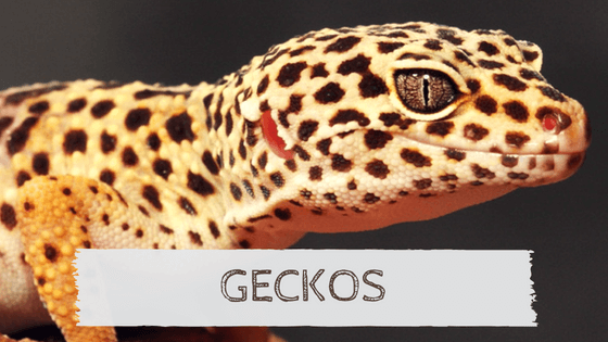 Guía completa de geckos de terreno: las especies comunes como mascotas