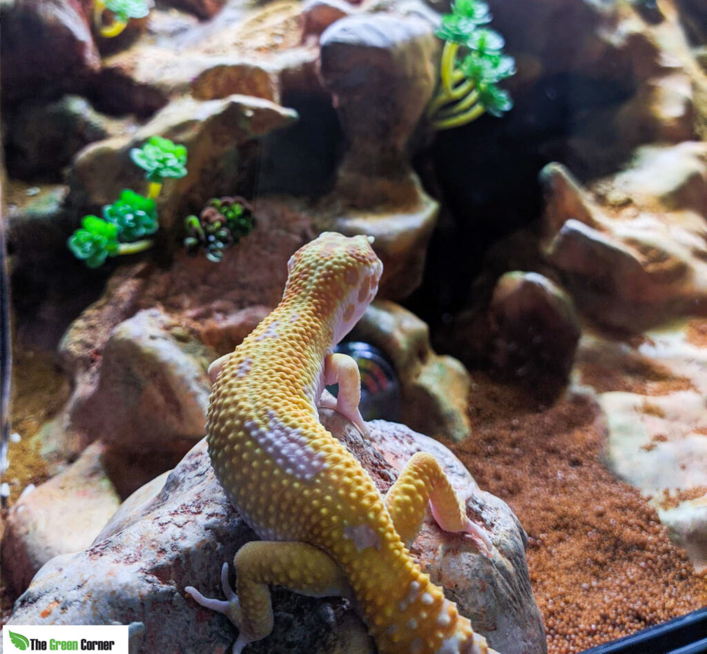 Guía completa de terrarios ideales para geckos de cola de lágrima
