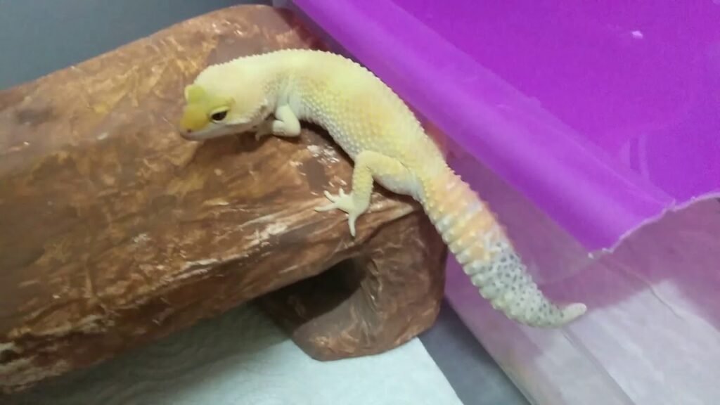 Guía completa: Evita y trata la muda en geckos con consejos efectivos