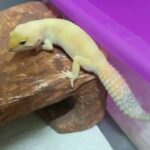 Guía completa: Evita y trata la muda en geckos con consejos efectivos
