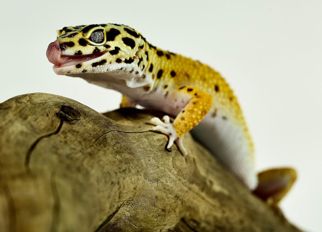 Guía completa para identificar síntomas de gusanos en geckos y mantener mascotas saludables