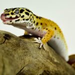 Guía completa para identificar síntomas de gusanos en geckos y mantener mascotas saludables