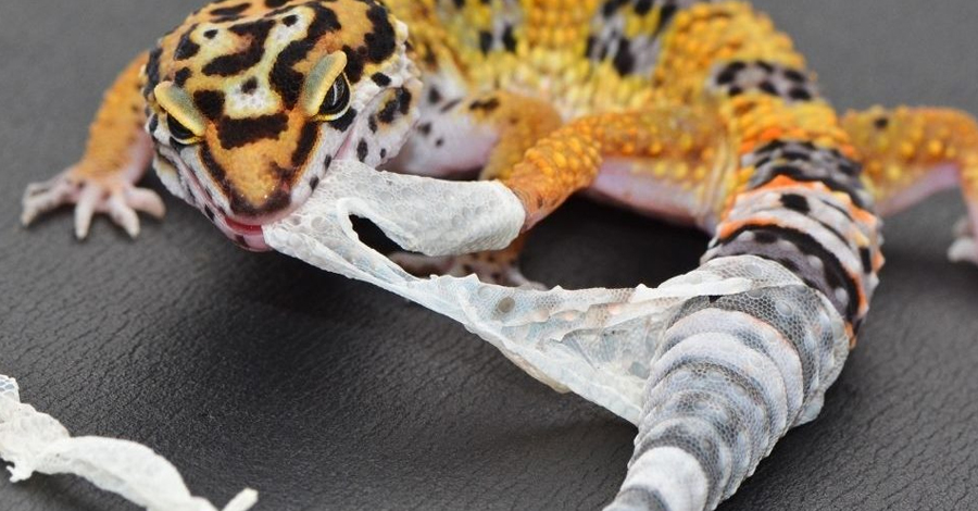 Guía completa para limpiar a tu gecko de forma segura y efectiva