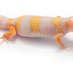 Guía de cría de geckos de cola espinosa: opciones y consejos