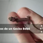 Guía de dieta para geckos recién nacidos: salud y desarrollo