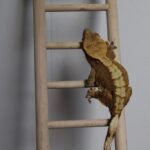 Guía de juguetes y enriquecimiento para geckos: descubre los mejores