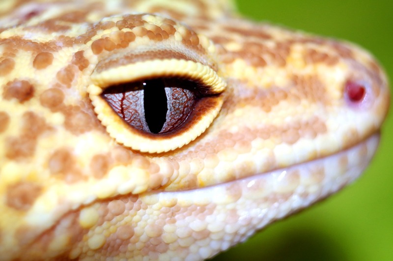 Guía legal y consejos para tener geckos tokay como mascotas