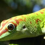 Guía para identificar las diferencias del gecko diurno de Madagascar