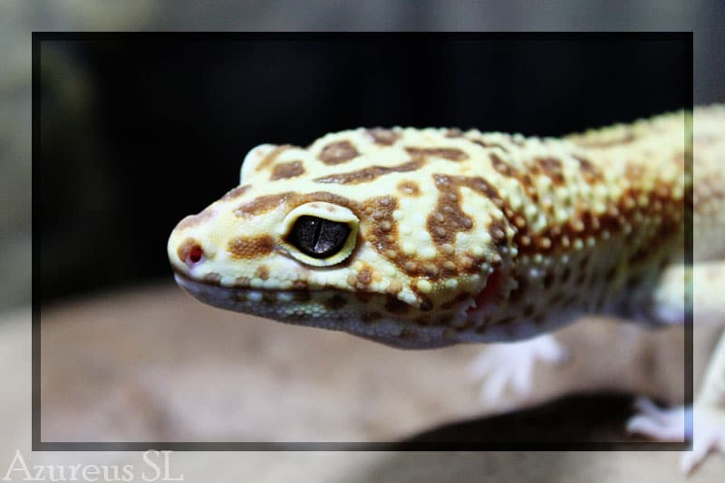 Guía práctica para identificar y tratar parásitos en geckos: consejos de expertos