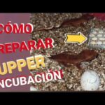 Incubación de huevos de gecko: guía completa para el éxito