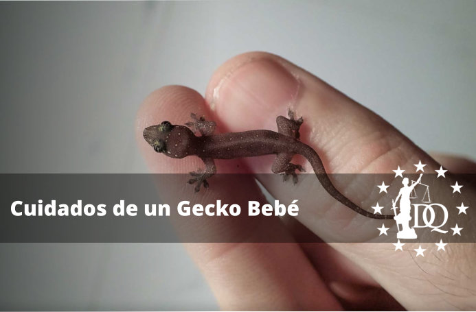 La temperatura óptima para cuidar a tus geckos: consejos esenciales