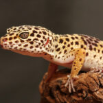 Mejora la cría de geckos con el momento ideal para criar
