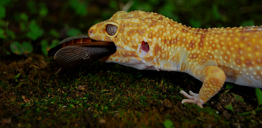 Mejora la salud de tus geckos con suplementos y vitaminas para una dieta balanceada