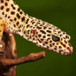 Mejores dietas y suplementos para cuidar la piel de tus geckos