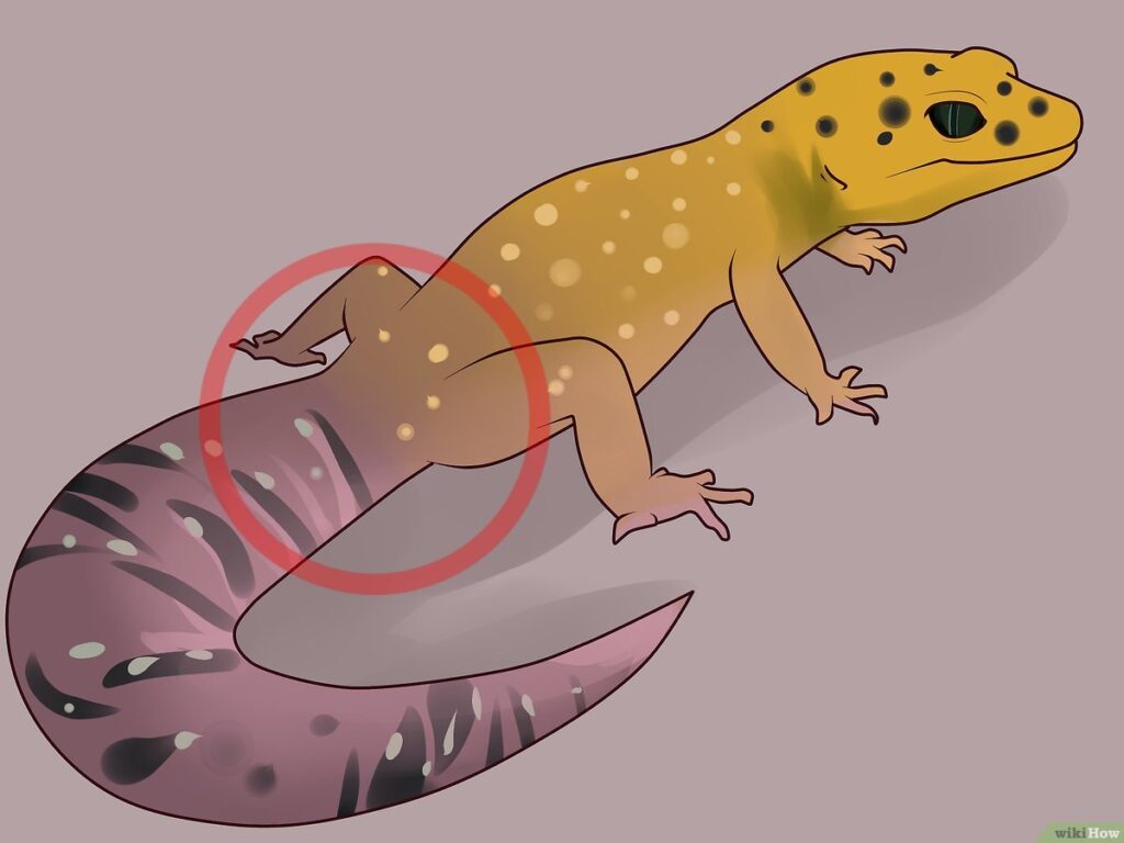 Prepara y protege a tu mascota de enfermedades graves en geckos