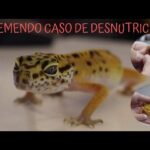 Prevenir y detectar deshidratación en geckos: consejos efectivos