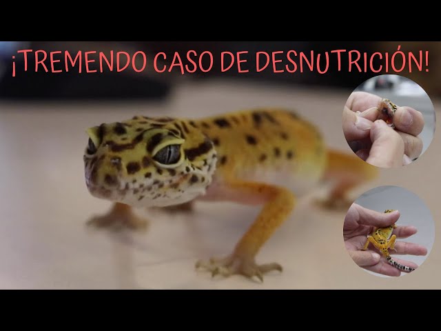 Prevenir y detectar deshidratación en geckos: consejos efectivos