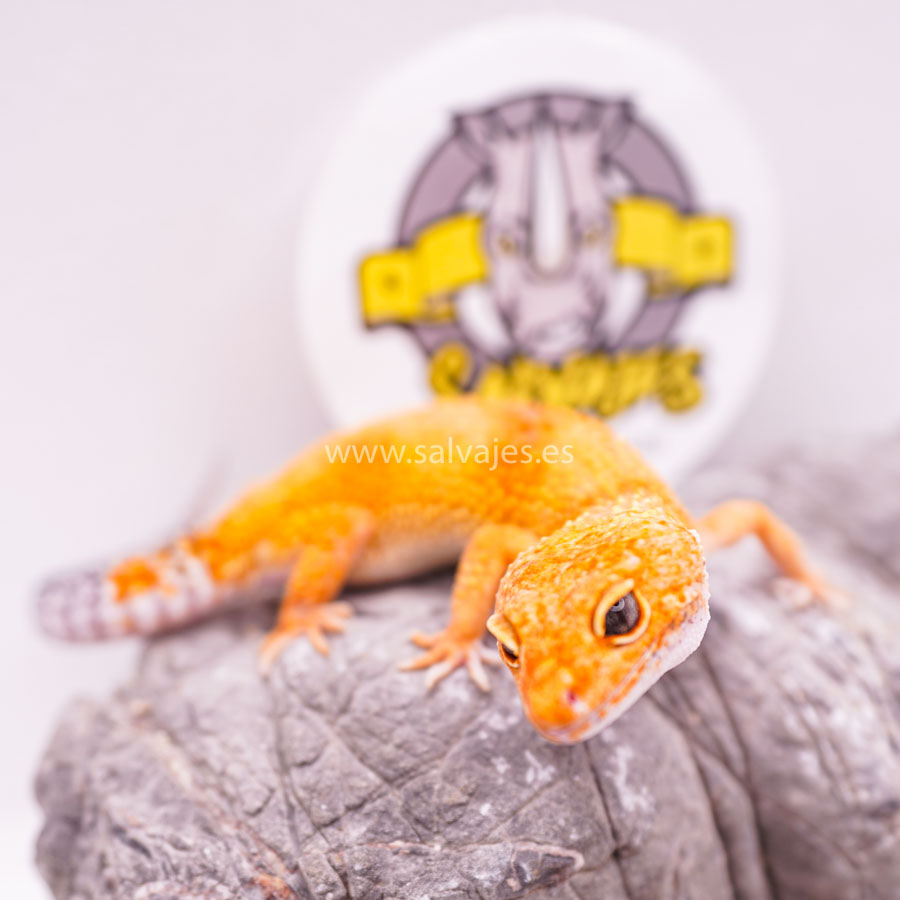 Protege la visión de tus geckos: identifica síntomas de enfermedades oculares
