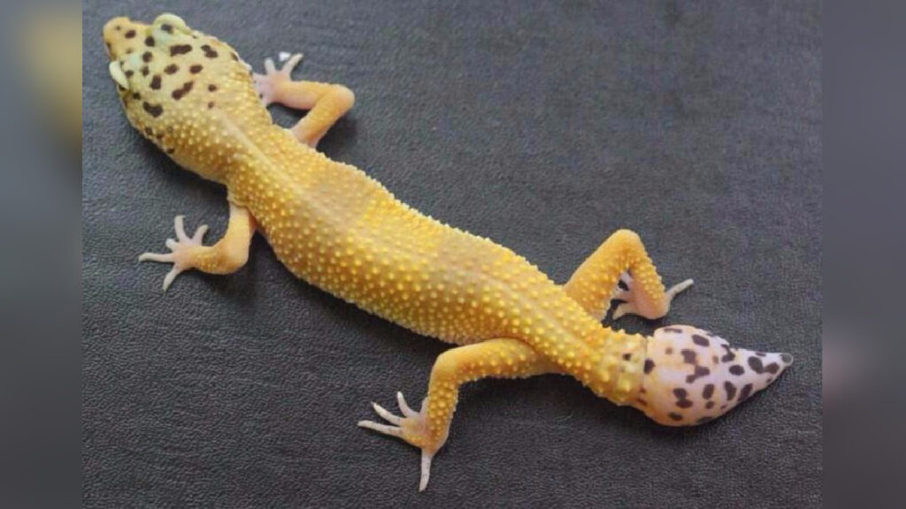 Regeneración de la cola en geckos: Descubre su eficaz proceso