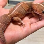 Reptiles: Geckos africanos de cola gorda, perfectos para principiantes
