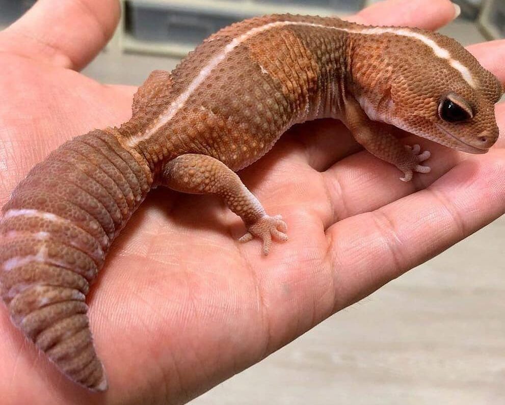 Reptiles: Geckos africanos de cola gorda, perfectos para principiantes