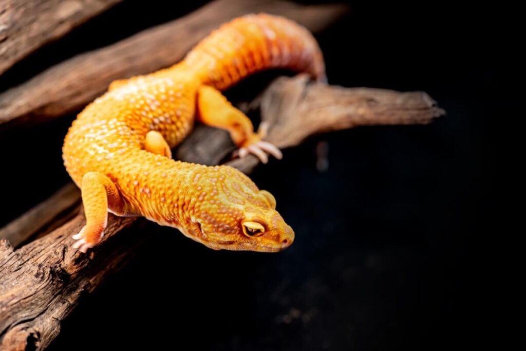 Signos comunes de enfermedad en geckos y cómo prevenir y tratar