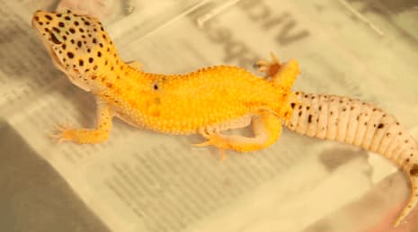 Síntomas comunes y tratamiento de enfermedades en la piel de geckos