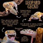 Sorprendentes datos sobre geckos: descubre los más pequeños y grandes