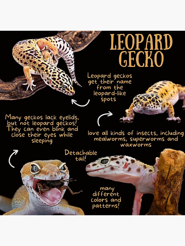 Sorprendentes datos sobre geckos: descubre los más pequeños y grandes