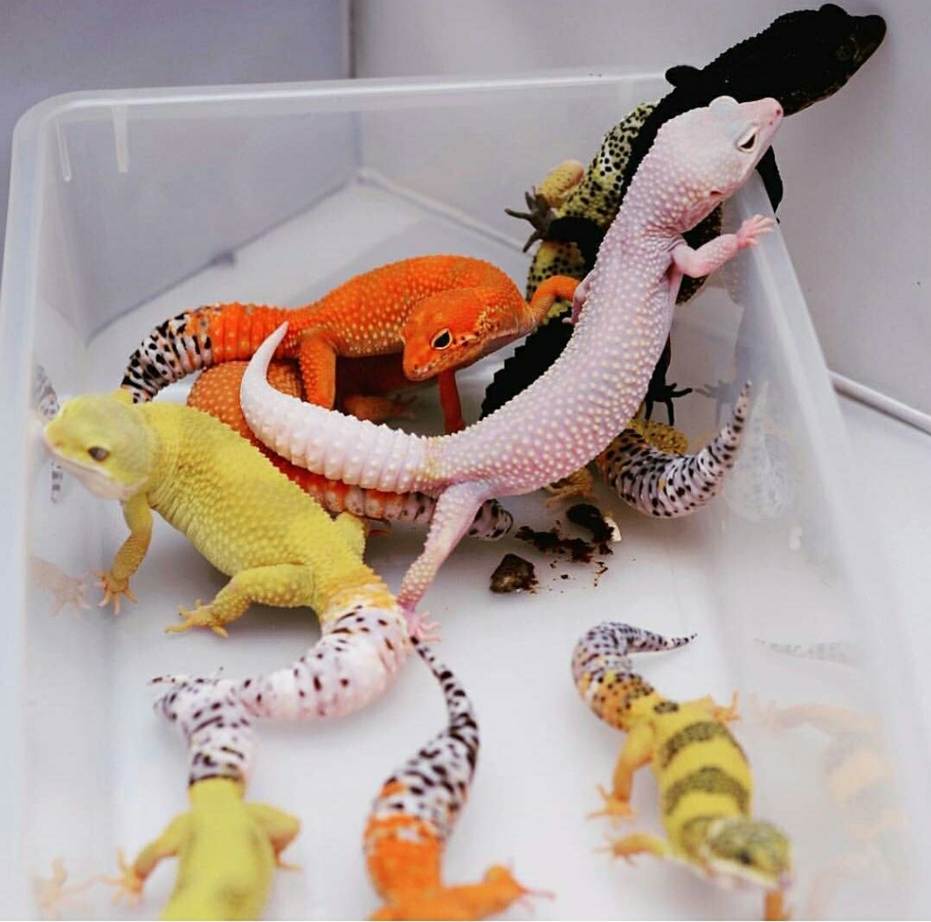 Tiempo de eclosión de huevos de geckos: todo lo que debes saber