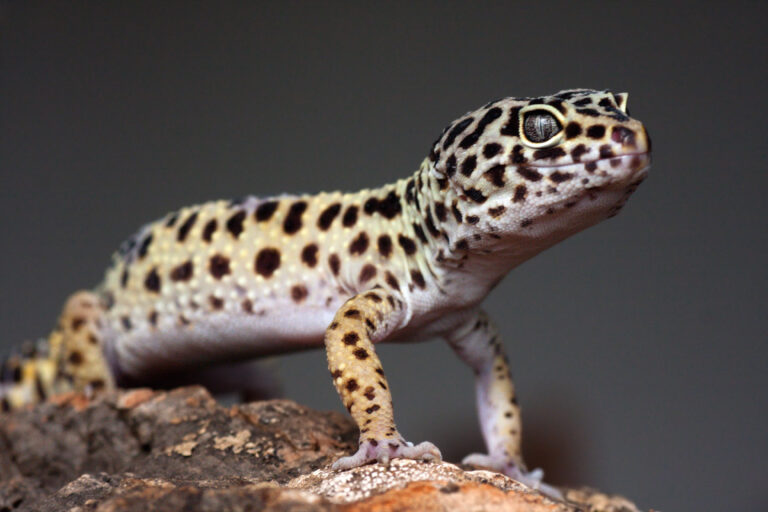 Tipos de geckos: guía completa para amantes de reptiles