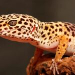 Todo sobre el comportamiento diurno del gecko: consejos y curiosidades