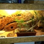 Ventajas del fondo natural para geckos: crea el ambiente perfecto