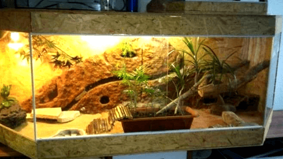 Ventajas del fondo natural para geckos: crea el ambiente perfecto